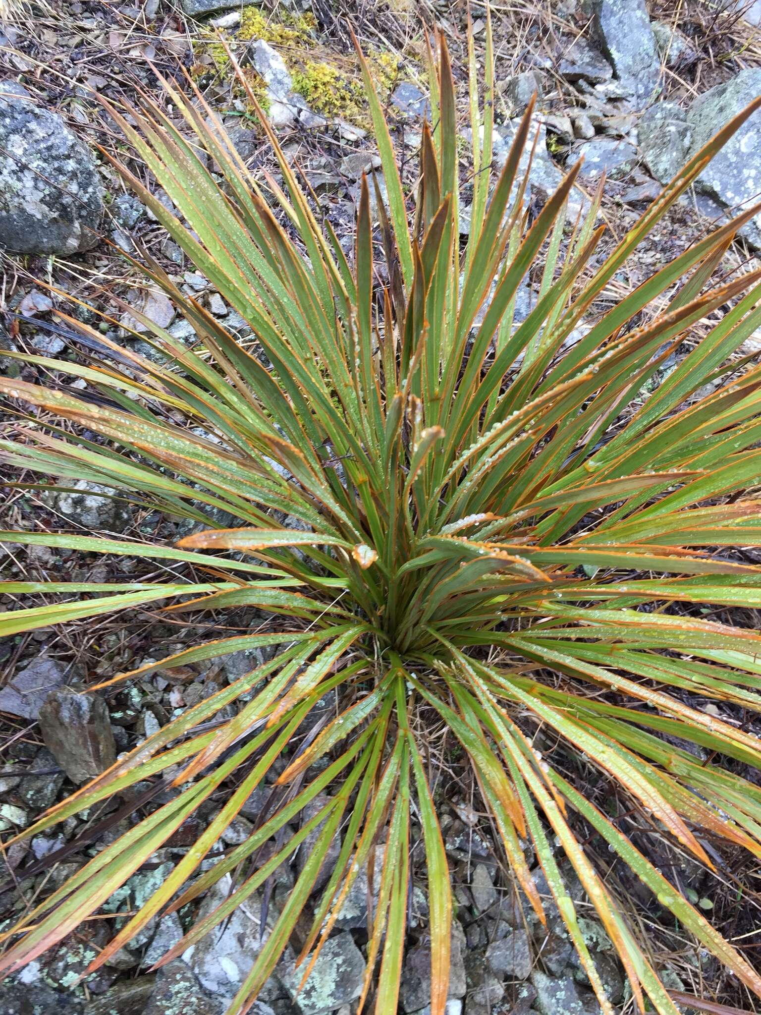 Image of Aciphylla aurea W. R. B. Oliv.