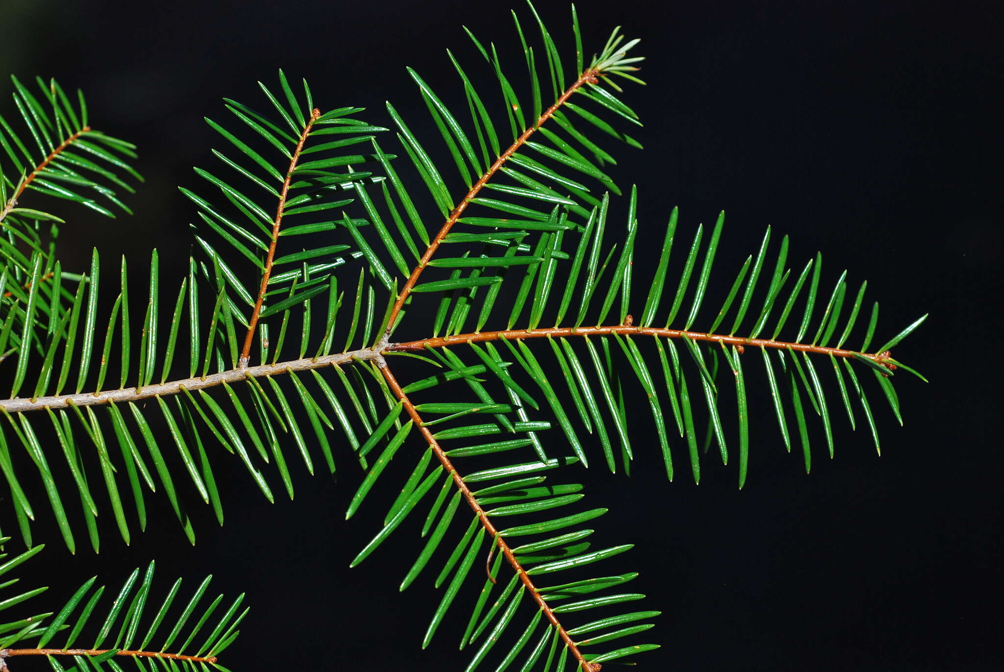 Imagem de Abies durangensis var. coahuilensis (I. M. Johnst.) Martínez