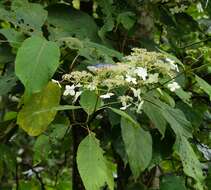 Image of Hydrangea aspera subsp. robusta (Hook. fil. & Thoms.) Mc Clintock