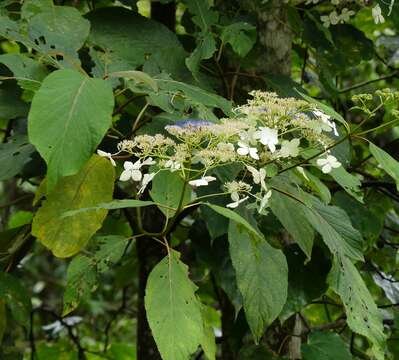 Sivun Hydrangea aspera subsp. robusta (Hook. fil. & Thoms.) Mc Clintock kuva