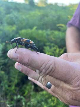 Image de Nicrophorus (Nicrophorus) americanus Olivier & A. G. 1790