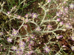 Image of Mesembryanthemum articulatum Thunb.