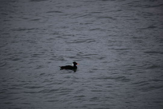 Image of scoter