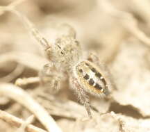 Image of Phidippus insignarius C. L. Koch 1846