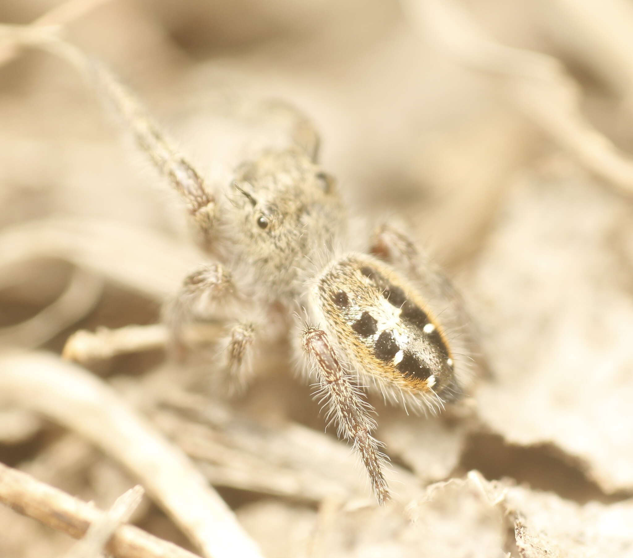 Image of Phidippus insignarius C. L. Koch 1846