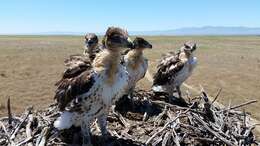 Image of Ferruginous Hawk