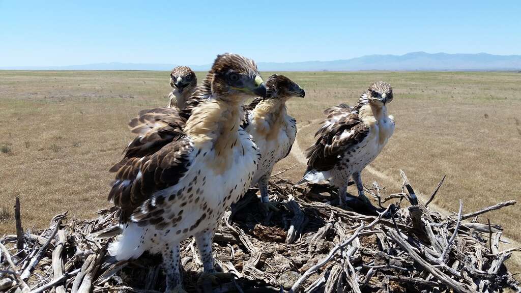 Image of Ferruginous Hawk