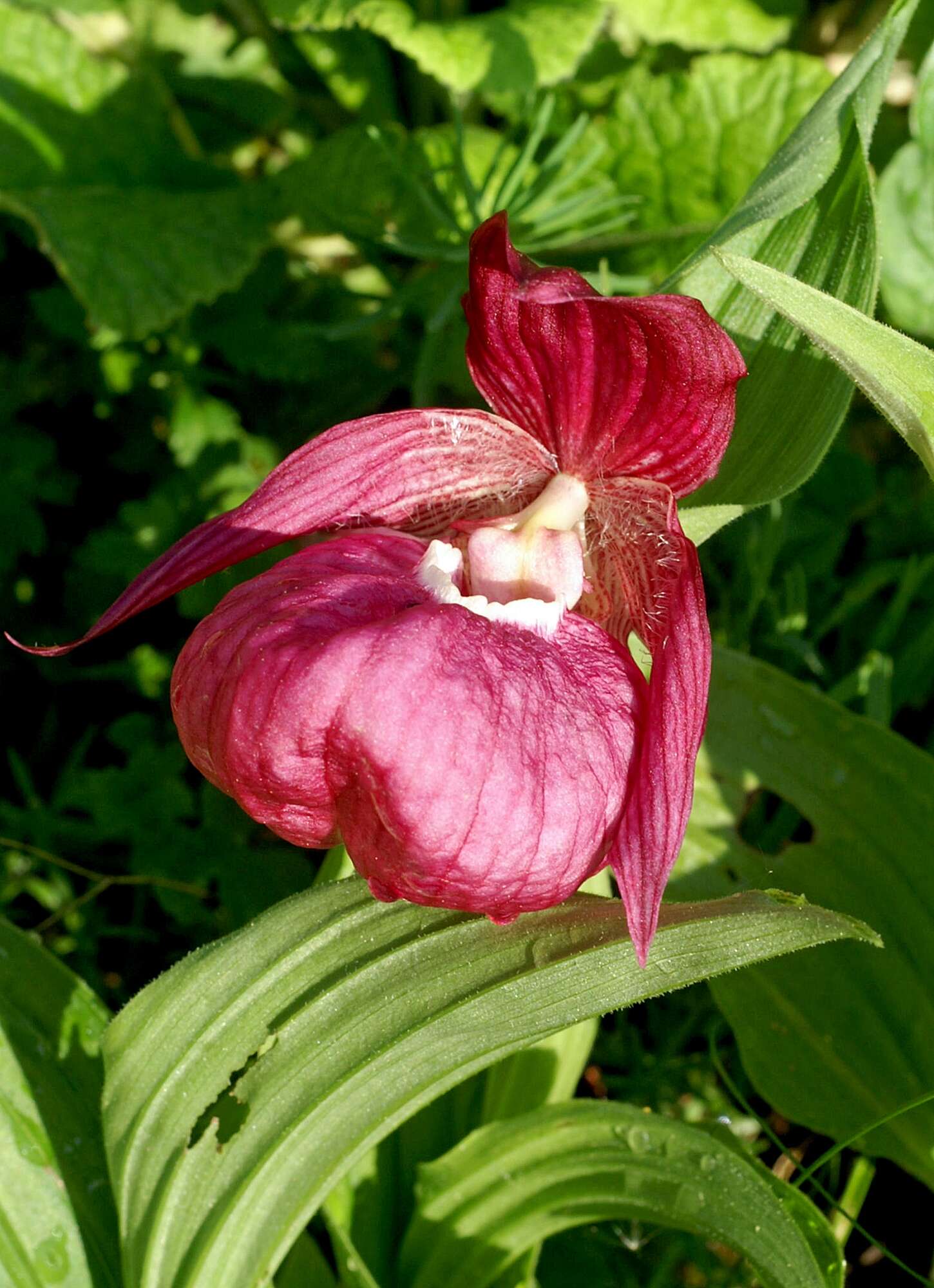 Image of Franchet's Cypripedium