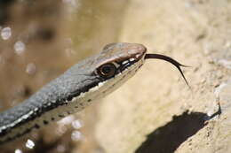 Image of Sonoran Whipsnake