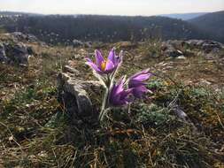 Image of European pasqueflower