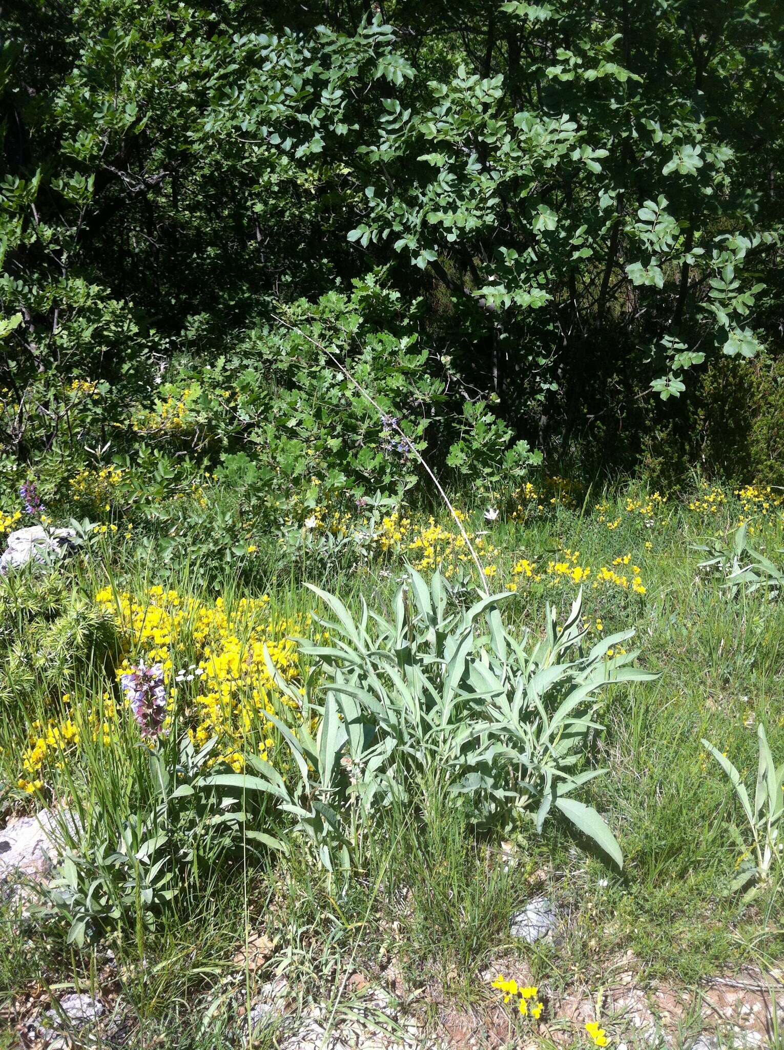 Image of Dinaric Karst Sage