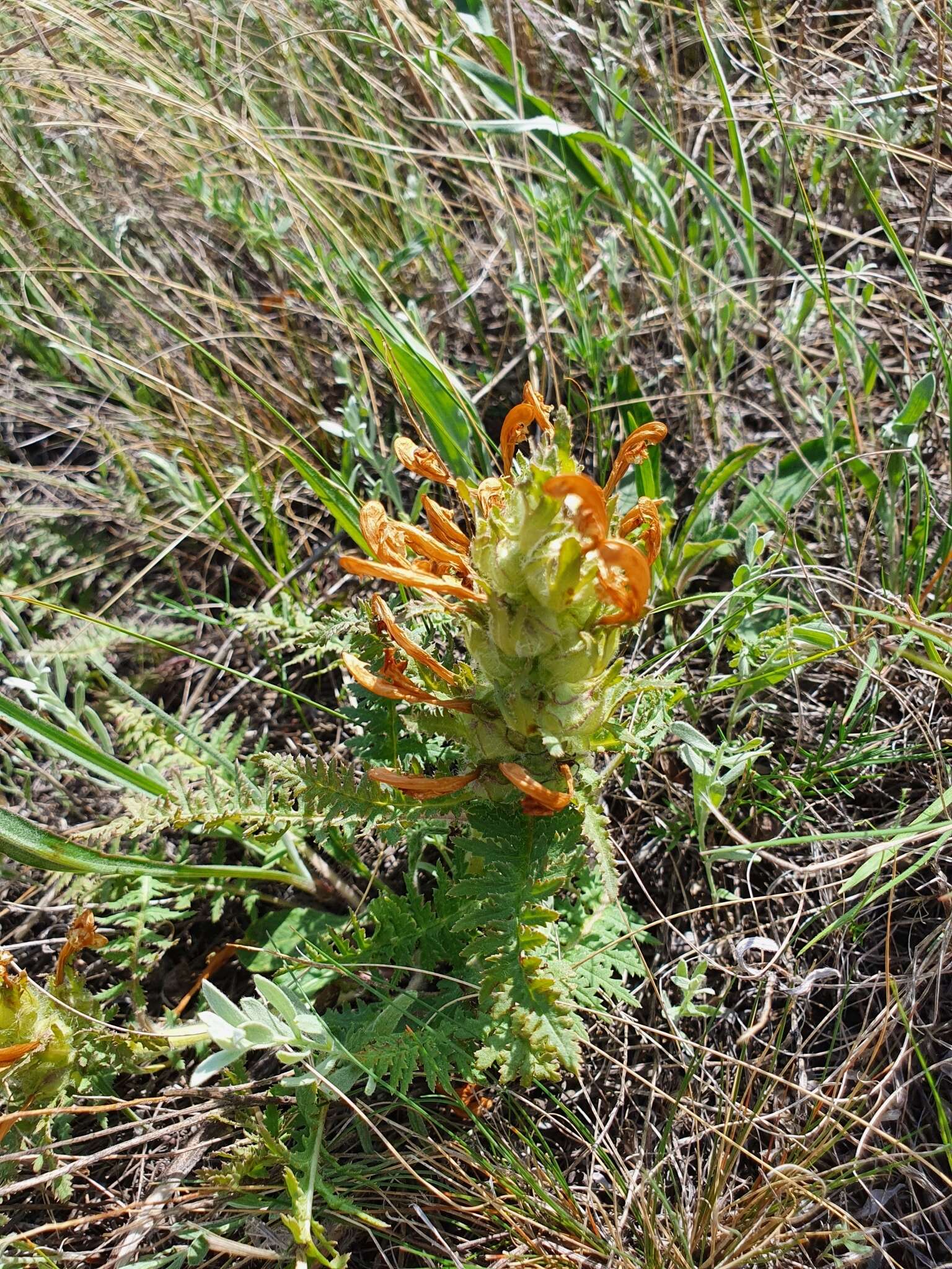 Image of Pedicularis physocalyx Bunge