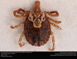 Image of Cayenne tick