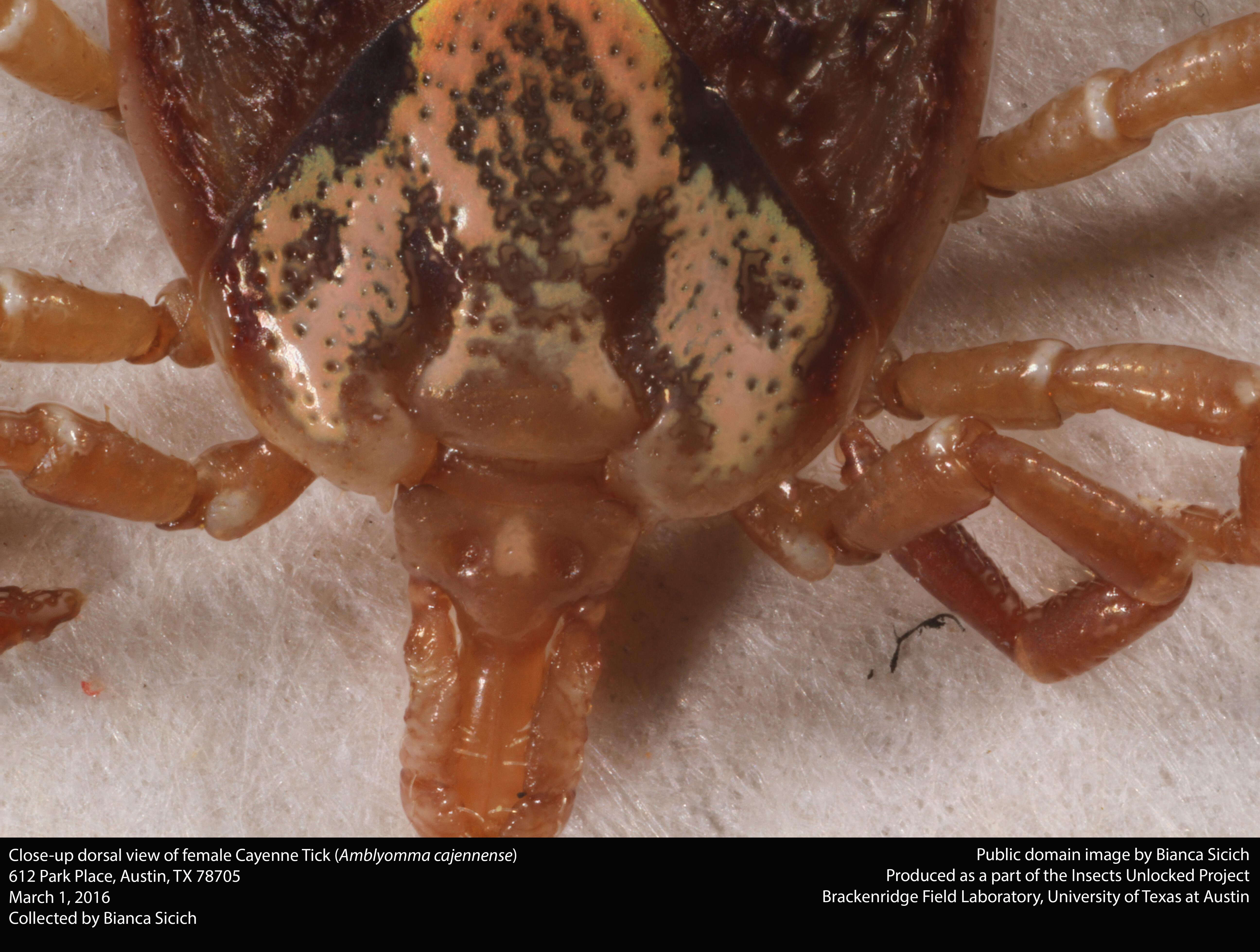 Image of Cayenne tick