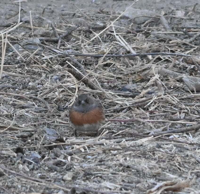 Imagem de Prunella rubeculoides (Moore & F 1854)