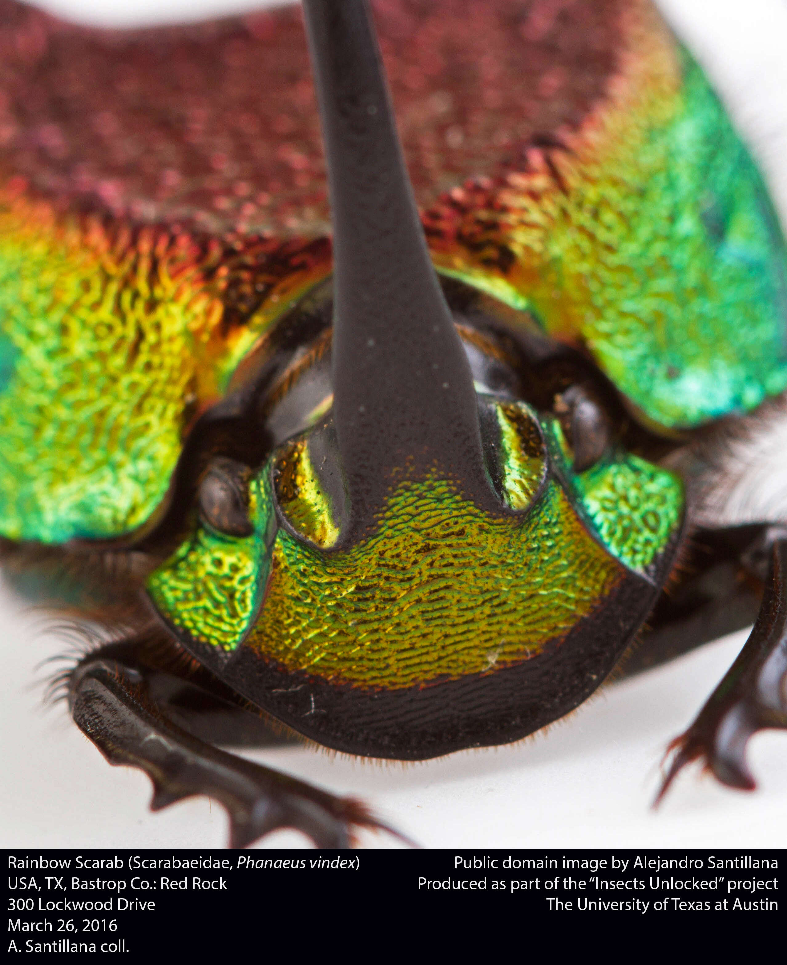 Image of Rainbow Scarab