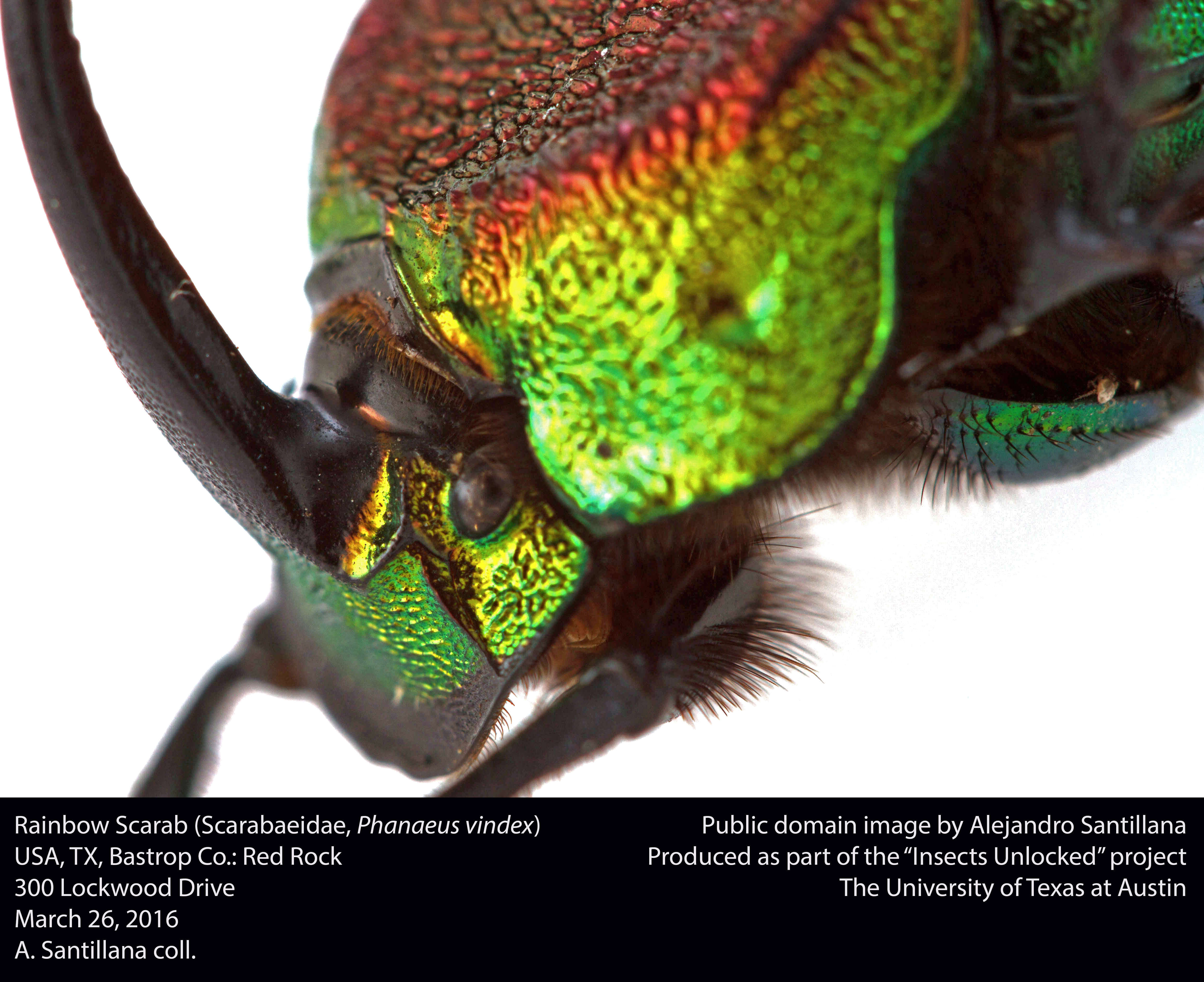 Image of Rainbow Scarab