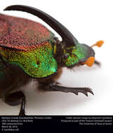 Image of Rainbow Scarab