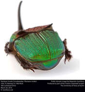 Image of Rainbow Scarab