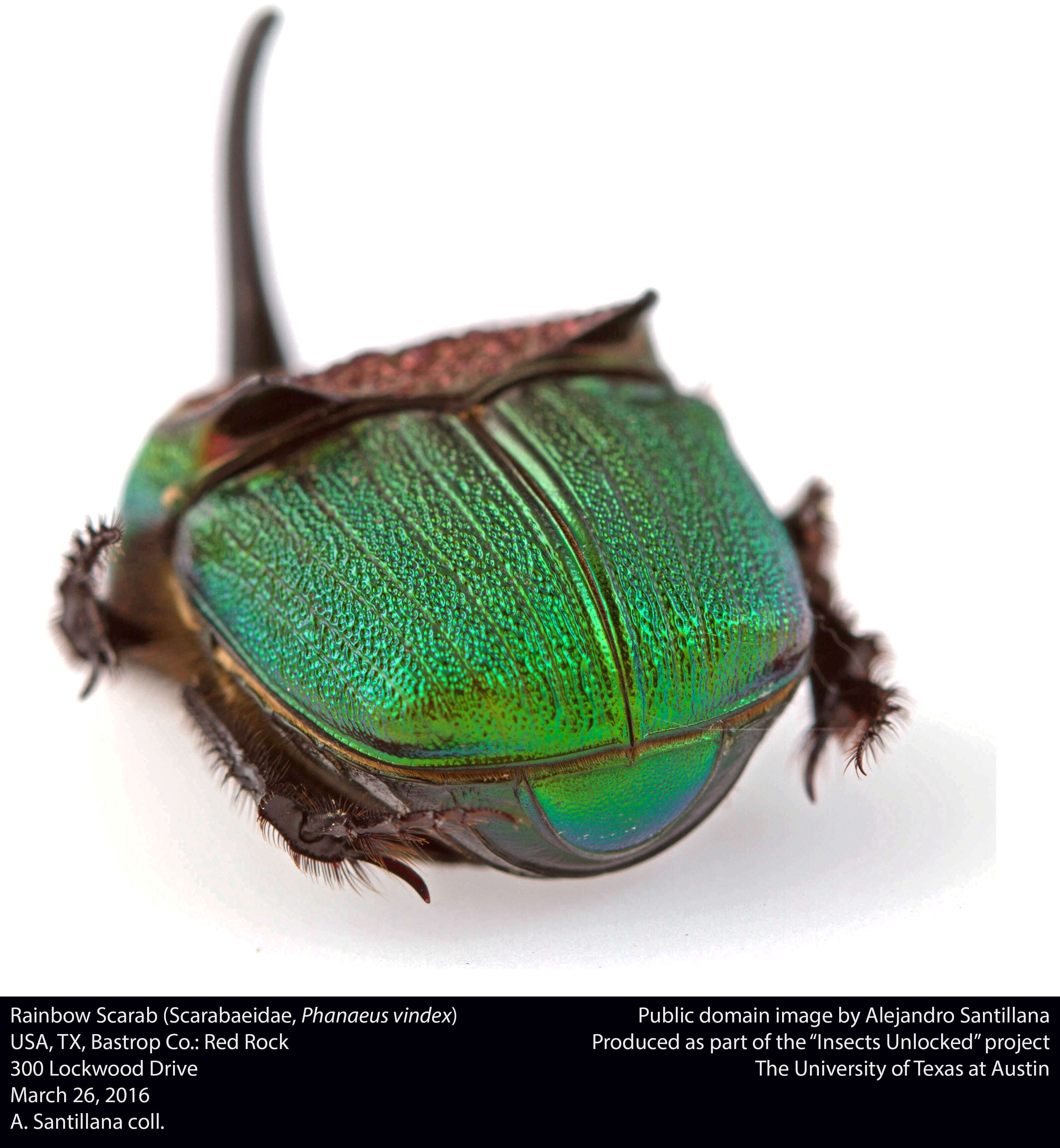 Image of Rainbow Scarab