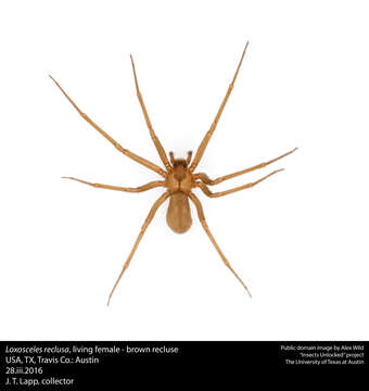 Image of Brown Recluse