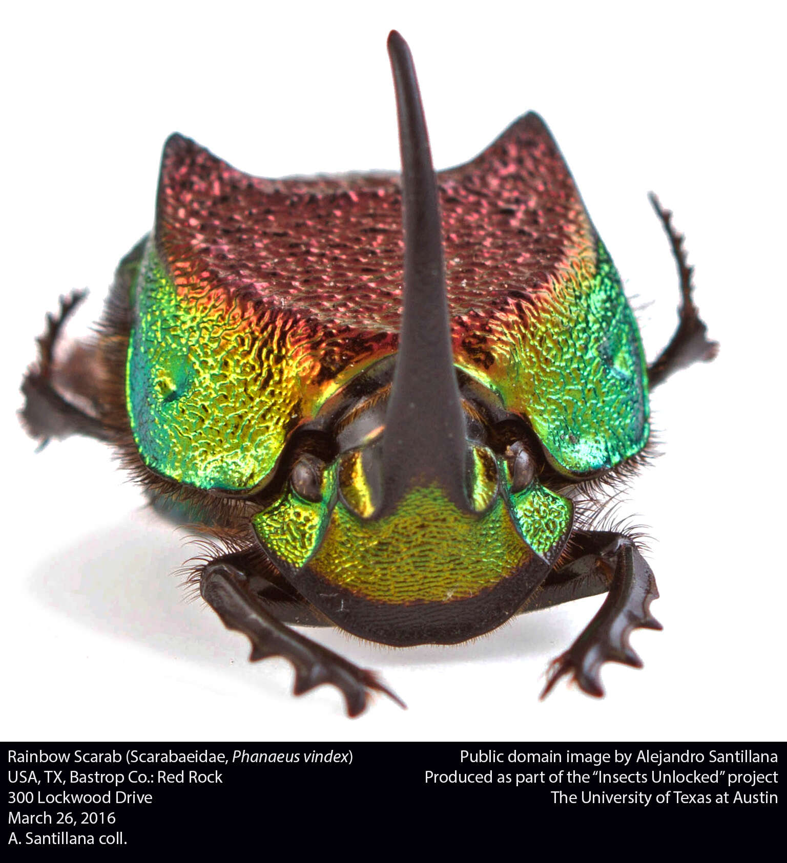 Image of Rainbow Scarab