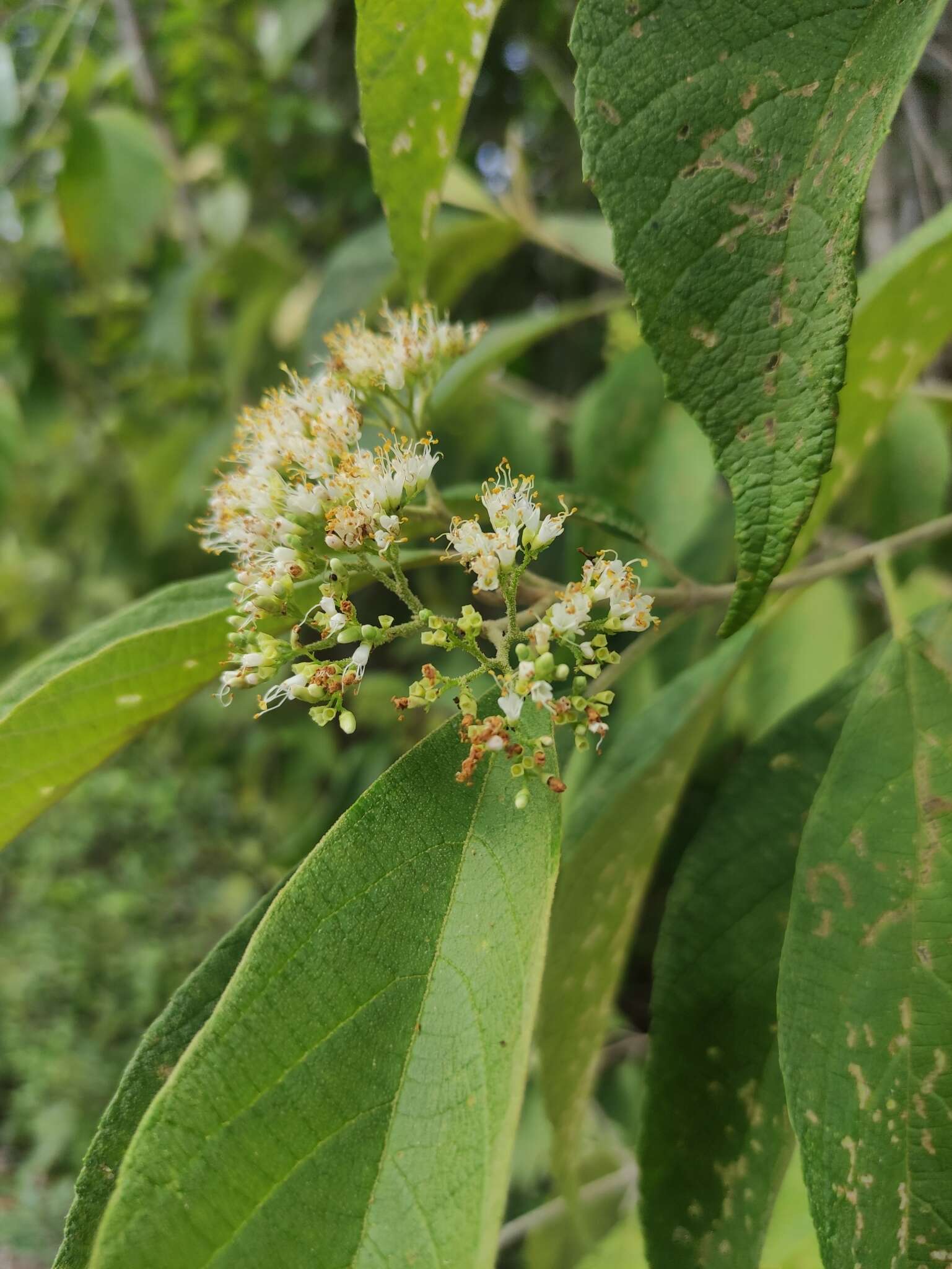 Image of Callicarpa acuminata Kunth