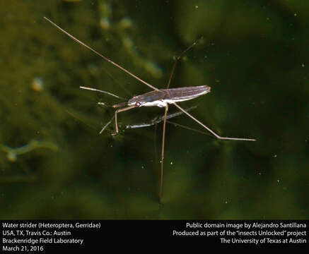 Image of water striders