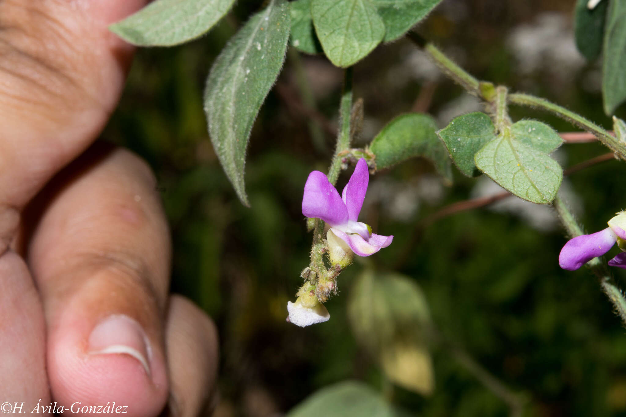 Phaseolus micranthus Hook. & Arn. resmi