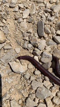 Image of Iberian Worm Lizard