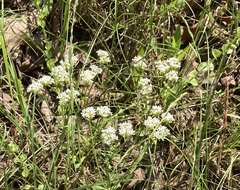 Image of Nuttall's cornsalad