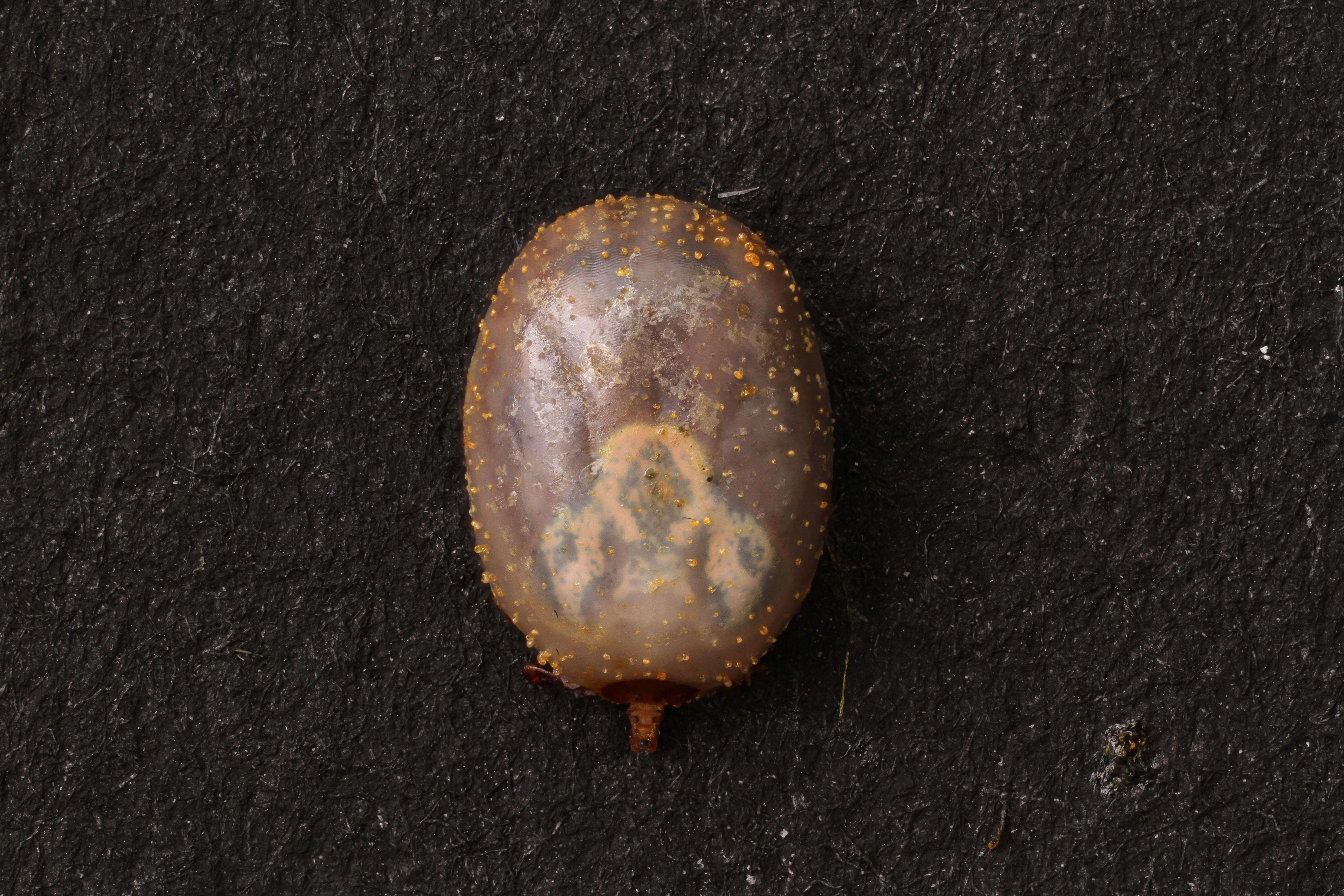 Image of Lone Star Tick