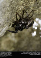 Image of Twinflagged Jumping Spider