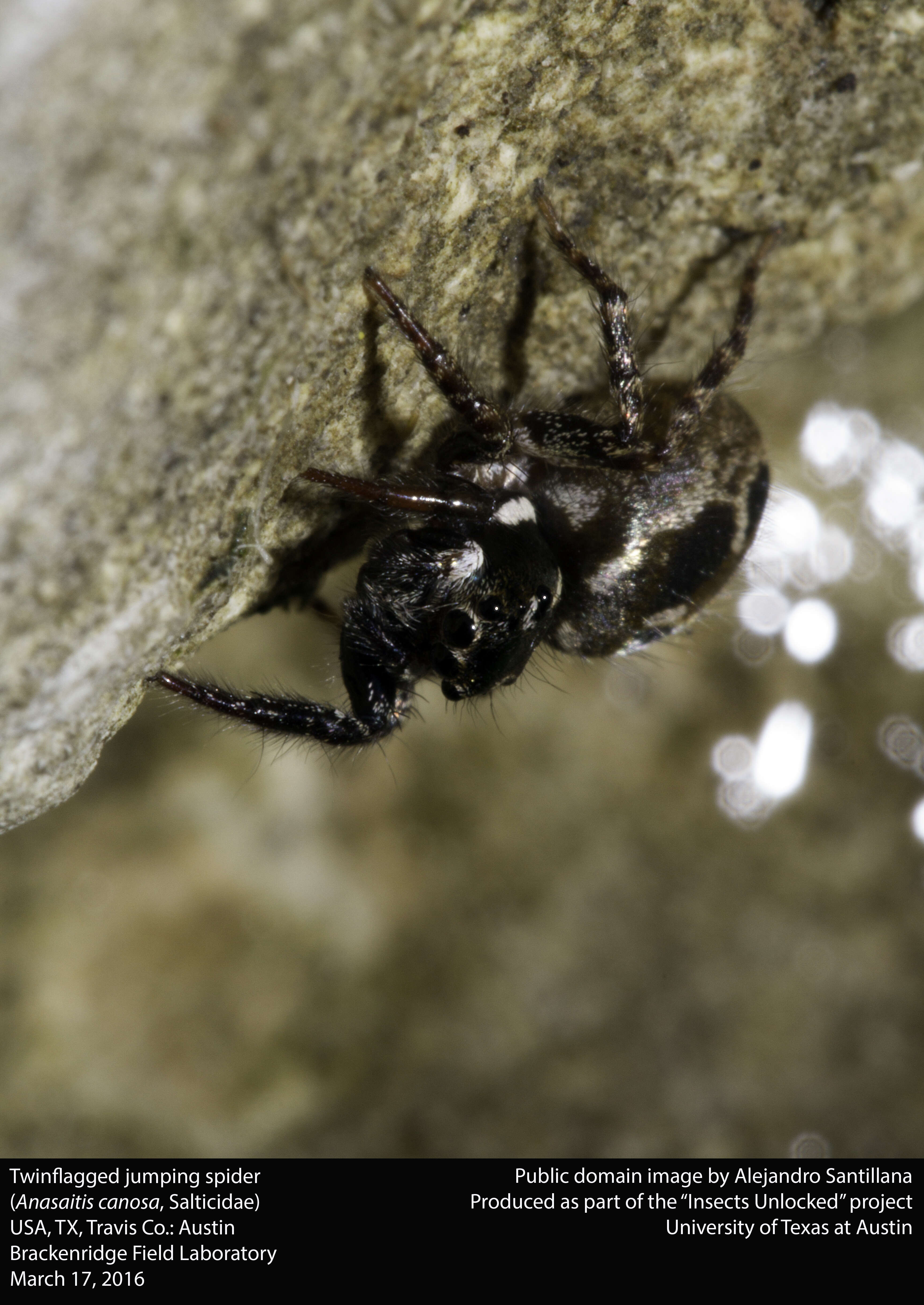 Image of Twinflagged Jumping Spider