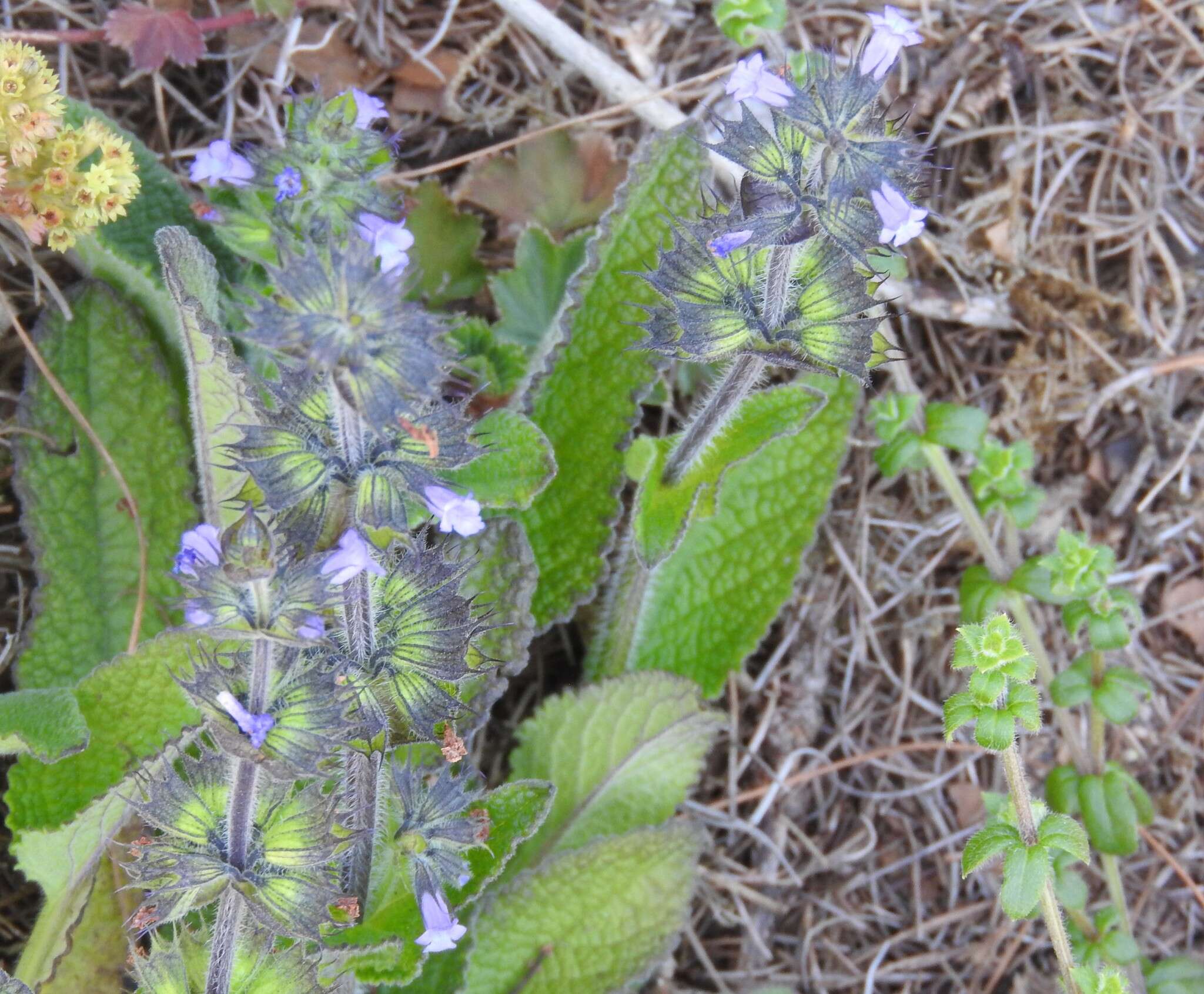 Image of Lepechinia schiedeana (Schltdl.) Vatke