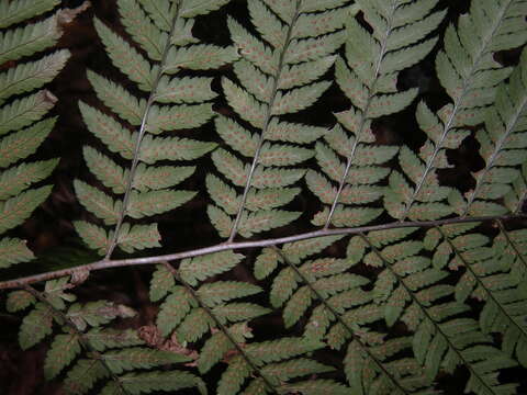 Image of Dryopteris goeringiana (G. Kunze) Koidz.