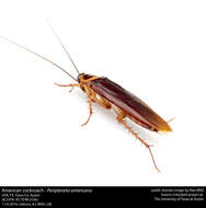 Image of american cockroach, ship cockroach