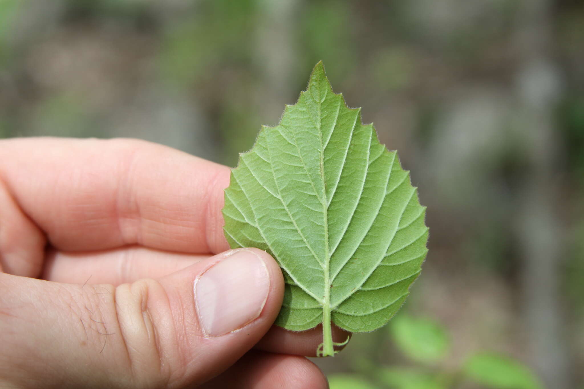 Image of bracted arrowwood