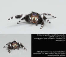 Phidippus audax (Hentz 1845) resmi