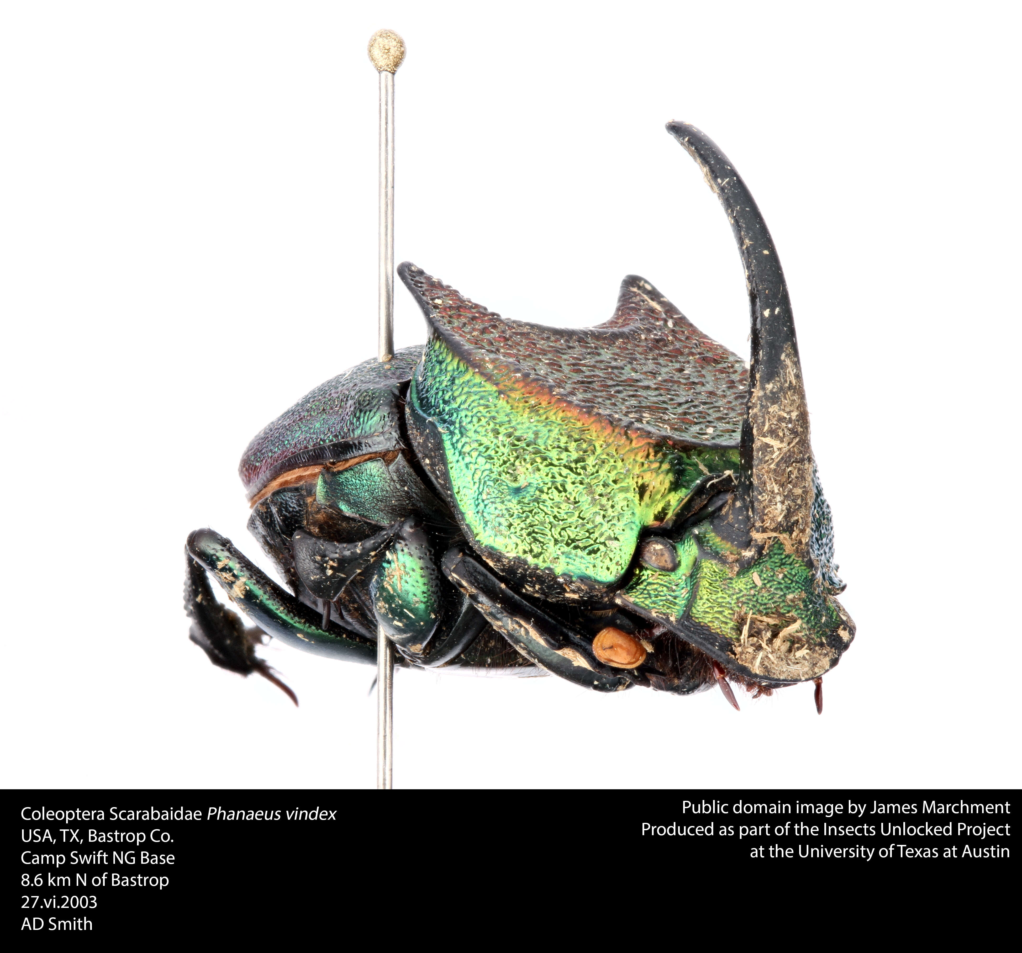 Image of Rainbow Scarab