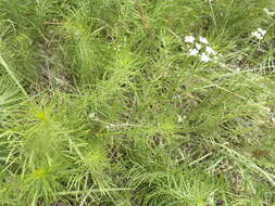 Image of prairie bishop