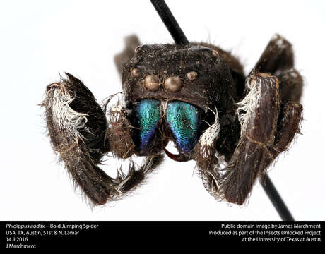 Phidippus audax (Hentz 1845) resmi