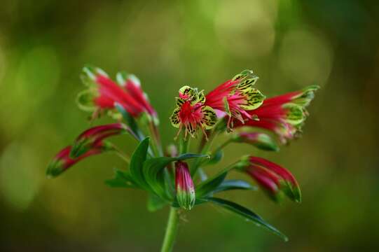 Image of lily of the Incas