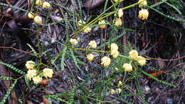 Image de Acacia pentadenia subsp. syntoma J. E. Reid, Ward.-Johnson & Maslin