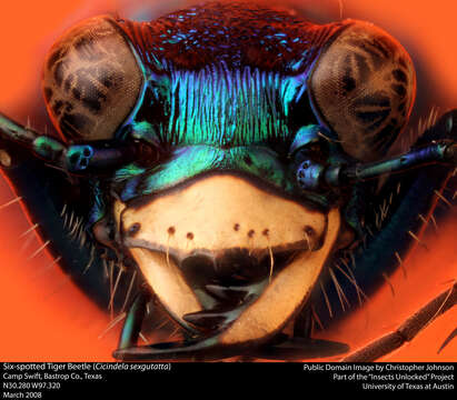 Image of Six Spotted Tiger Beetle