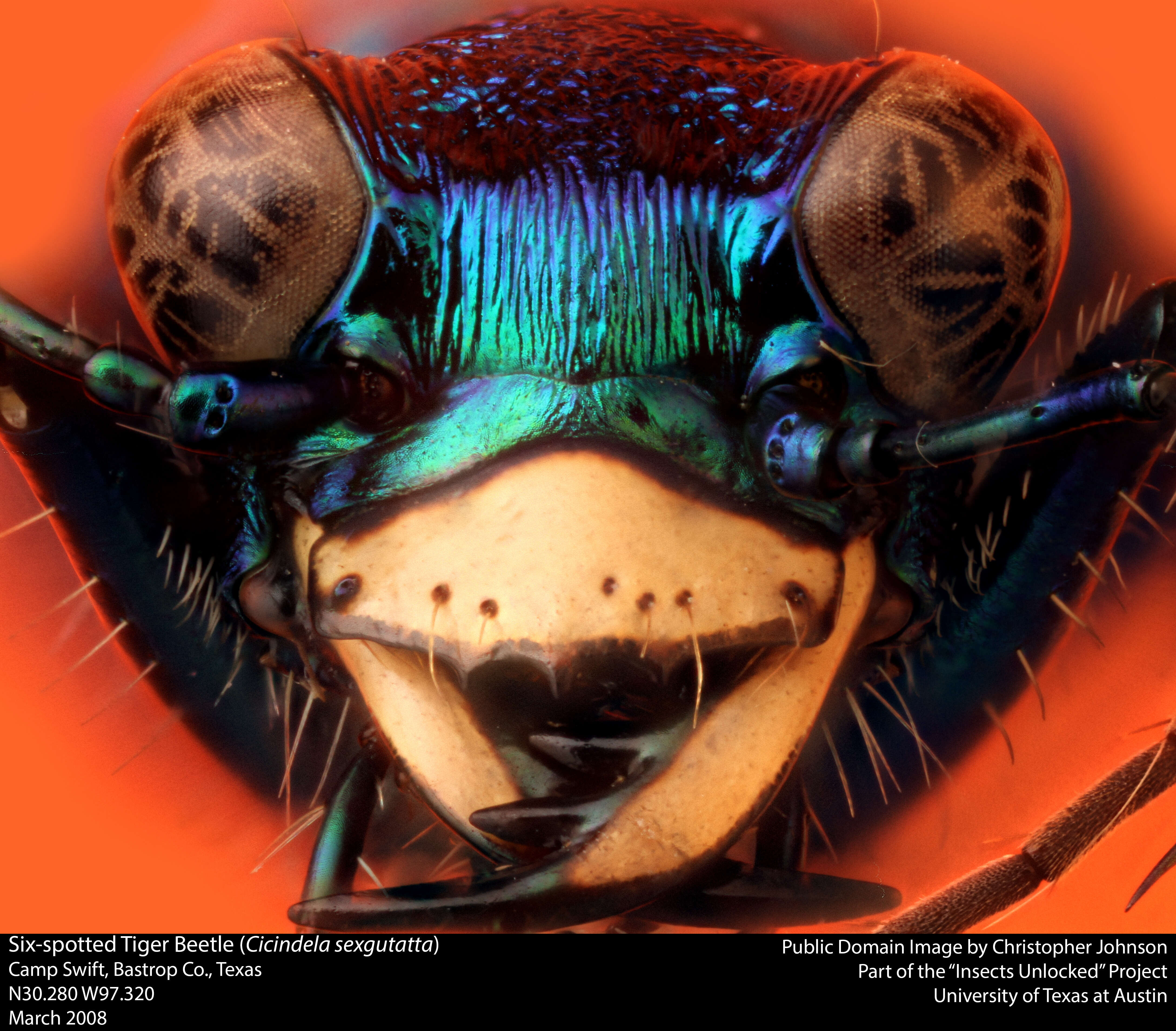 Image of Six Spotted Tiger Beetle