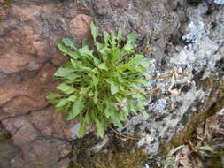 Image of Hypochaeris robertia (Sch. Bip.) Fiori