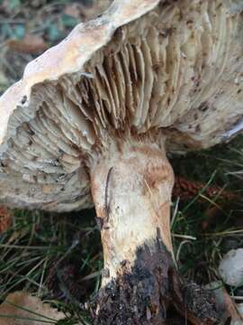 Imagem de Tricholoma cedretorum (Bon) A. Riva 2000