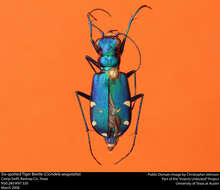 Imagem de Cicindela (Cicindela) sexguttata Fabricius 1775