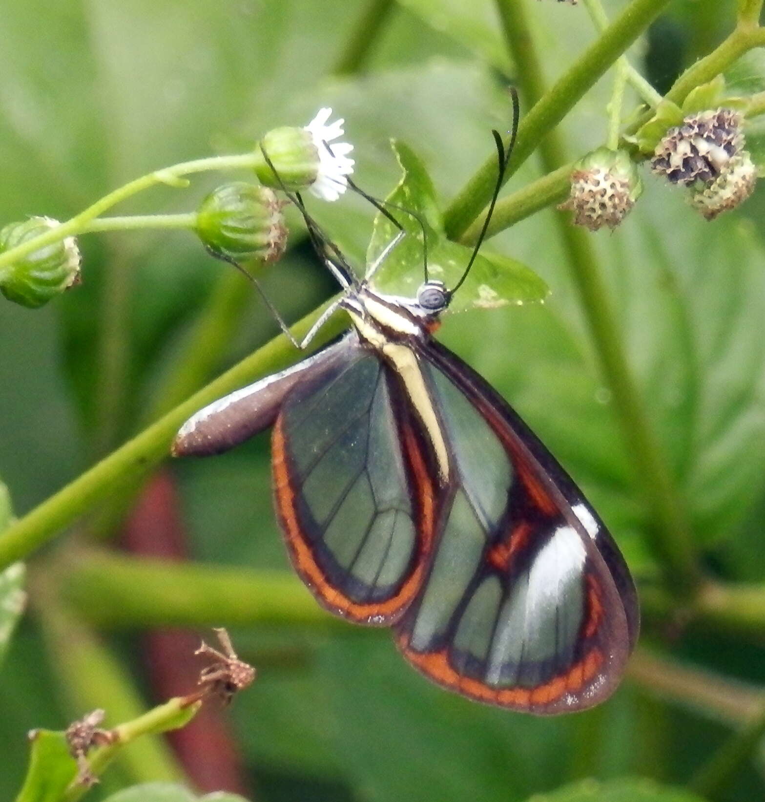 Image of Ithomia agnosia Hewitson 1854